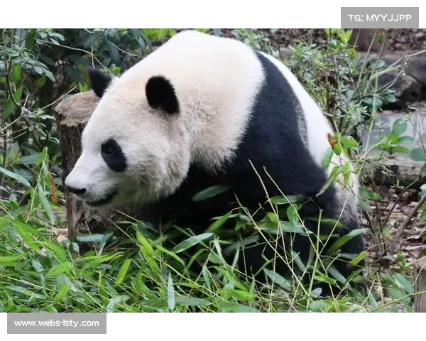 澳大利亚垒球队赛前加练 队员期待赛后探访成都大熊猫 澳大利亚垒球队赛前加练 队员期待赛后探访成都大熊猫